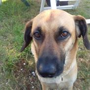 Blanding af racer kikki