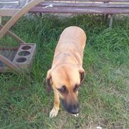 Blanding af racer kikki