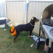 Blanding af racer zim sam