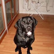 Blanding af racer baltzer