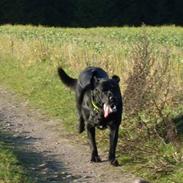 Blanding af racer baltzer