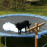 Blanding af racer baltzer