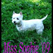 West highland white terrier Miss Sophie