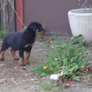 Rottweiler Max