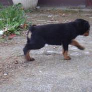 Rottweiler Max