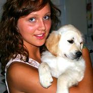 Golden retriever Frida