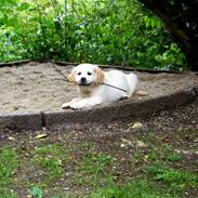 Golden retriever Frida