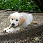 Golden retriever Frida