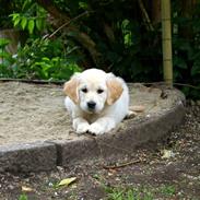 Golden retriever Frida