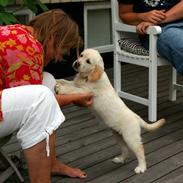 Golden retriever Frida