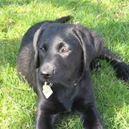 Labrador retriever Tica