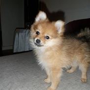 Pomeranian Bella
