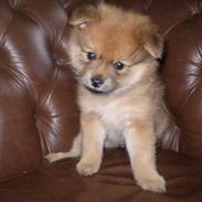 Pomeranian Bella