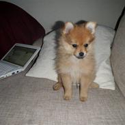 Pomeranian Bella