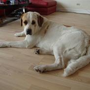 Central asiatisk Ovcharka Tøsen