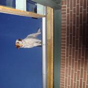 Central asiatisk Ovcharka Tøsen