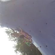 Central asiatisk Ovcharka Tøsen