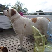 Central asiatisk Ovcharka Tøsen