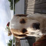 Central asiatisk Ovcharka Tøsen