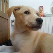 Blanding af racer Balder