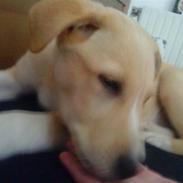 Blanding af racer Balder