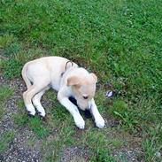 Blanding af racer Balder