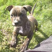 Staffordshire bull terrier Natas