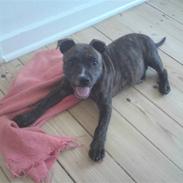 Staffordshire bull terrier Natas