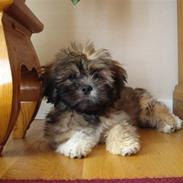 Lhasa apso Simba