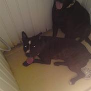 Amerikansk staffordshire terrier noah