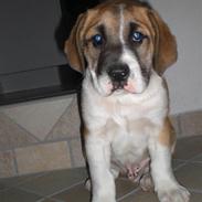 Blanding af racer Oskar