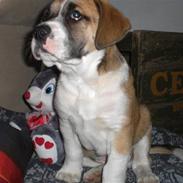 Blanding af racer Oskar