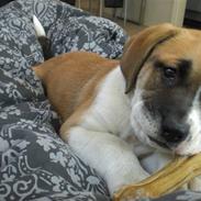 Blanding af racer Oskar