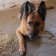 Schæferhund Koldbakken´s Xenia