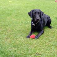 Labrador retriever Mille