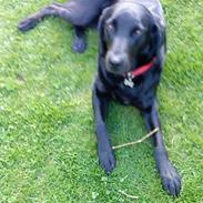 Labrador retriever Mille