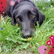 Labrador retriever Mille