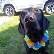 Labrador retriever Mille