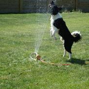 Blanding af racer Marley