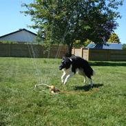 Blanding af racer Marley