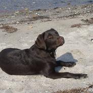 Labrador retriever Fenya