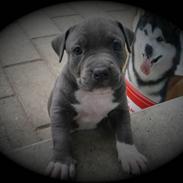 Amerikansk staffordshire terrier Blue ''Almas'' Diana