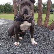 Amerikansk staffordshire terrier Blue ''Almas'' Diana