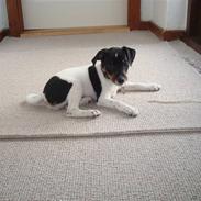 Dansk svensk gaardhund Mitzi