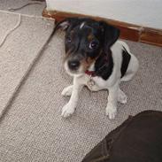 Dansk svensk gaardhund Mitzi