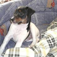 Dansk svensk gaardhund Mitzi