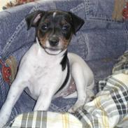 Dansk svensk gaardhund Mitzi