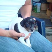 Dansk svensk gaardhund Mitzi