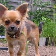 Chihuahua Silkey Lotus