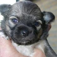 Chihuahua Silkey Lotus